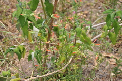 Dicliptera squarrosa