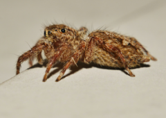 Plexippus petersi