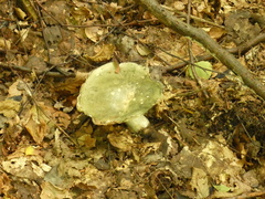 Heterophyllidia