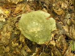Heterophyllidia
