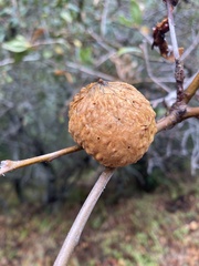 Amphibolips quercuspomiformis