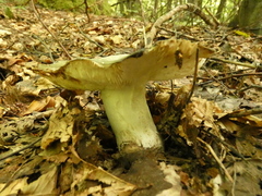 Heterophyllidia