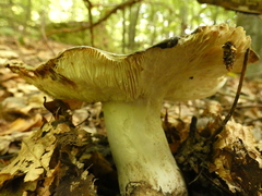 Heterophyllidia