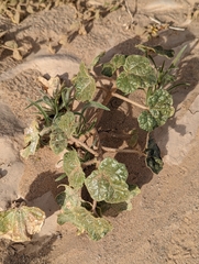 Proboscidea althaeifolia