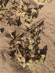 Proboscidea althaeifolia