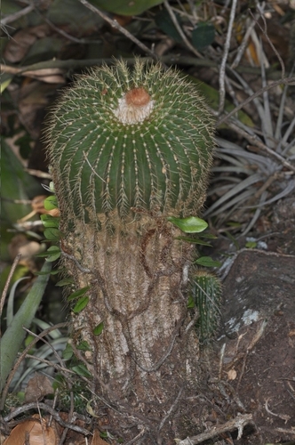 Image of Parodia schumanniana by (c) aacocucci, some rights reserved (CC BY)