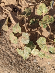 Proboscidea althaeifolia