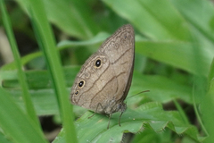 Hermeuptychia hermes