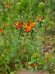 Pultenaea tuberculata