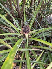 Ananas comosus