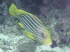 Plectorhinchus polytaenia