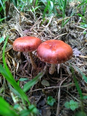 Leratiomyces