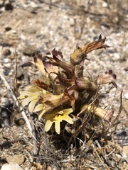 Aphyllon franciscanum