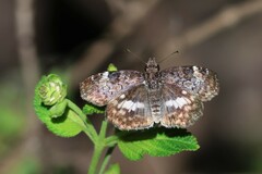 Chiomara georgina