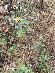 Pycnanthemum muticum
