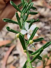 Philotheca hispidula