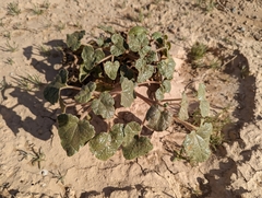 Proboscidea althaeifolia