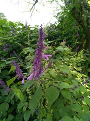 Salvia purpurea
