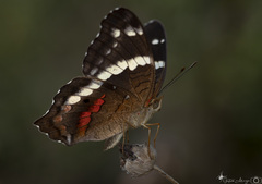 Anartia fatima colima