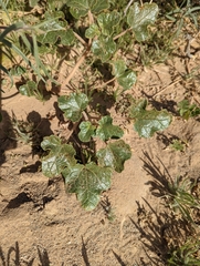 Proboscidea althaeifolia