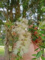 Melaleuca styphelioides