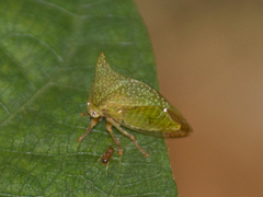 Smiliinae