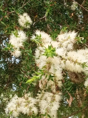 Melaleuca styphelioides