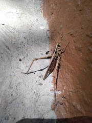 Rhammatocerus viatorius