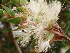 Melaleuca styphelioides