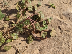 Proboscidea althaeifolia