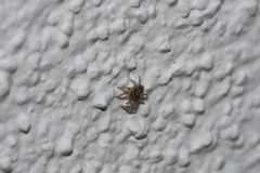 Maratus griseus