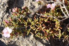 Frankenia pauciflora