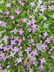 Oldenlandia salzmannii