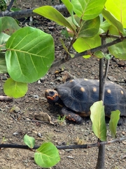 Chelonoidis carbonarius