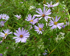 Symphyotrichum