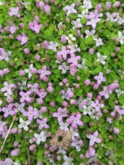 Oldenlandia salzmannii