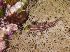 Helcogramma striata