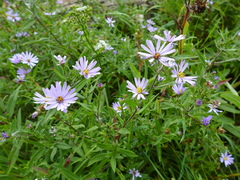 Symphyotrichum