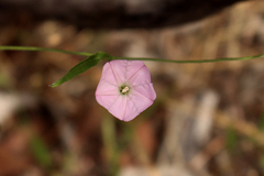 Convolvulus remotus