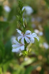 Scaevola angustata