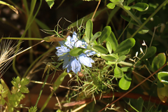 Nigella damascena