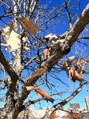 Quercus bicolor