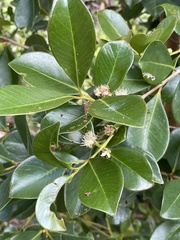 Psidium cattleyanum