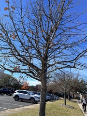 Quercus bicolor