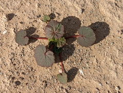 Eremalche rotundifolia