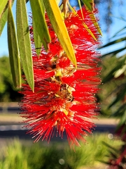 Melaleuca viminalis