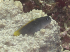 Ecsenius lividanalis