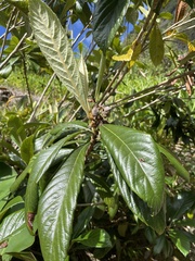 Eriobotrya japonica