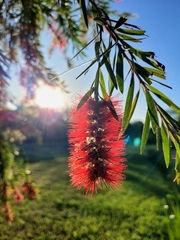 Melaleuca viminalis