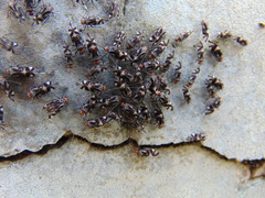 Cerastipsocus trifasciatus